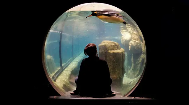 Downtown Aquarium Kiss & Dine