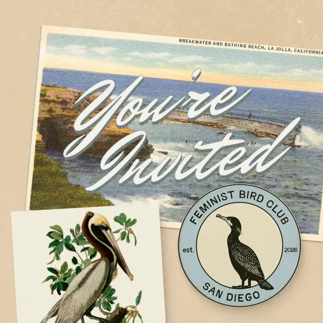 Sunset Birding at La Jolla Cove