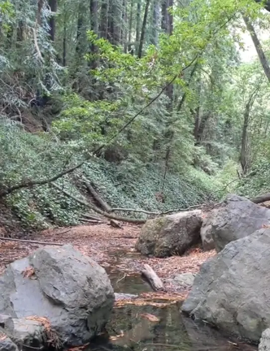 Sausal Creek Nature Walk with Hiking by Transit & Friends of Sausal Creek
