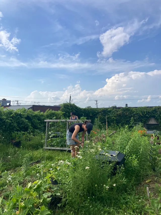 Portes ouvertes écoquartier Lachine: Atelier plantes médicinales et cueillette de pomme.