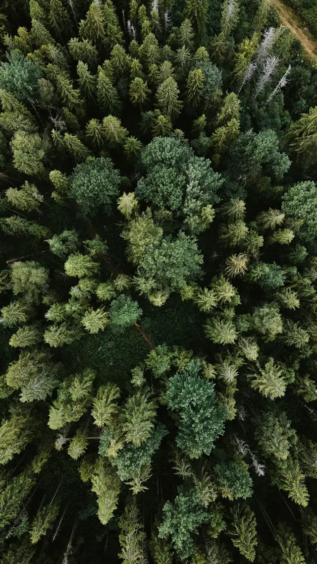 Quel avenir pour nos forêts? Feux, bilan carbone et aménagement écosystémique