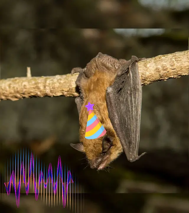 Bat Talk + Bat Walk + Bat Fashion Show 🦇 Conférence + marche + défilé de mode de chauves-souris
