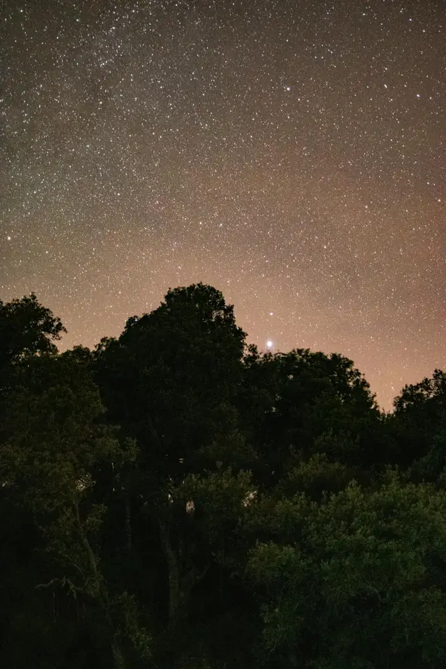 Sintra Forest Night Sensory Walk