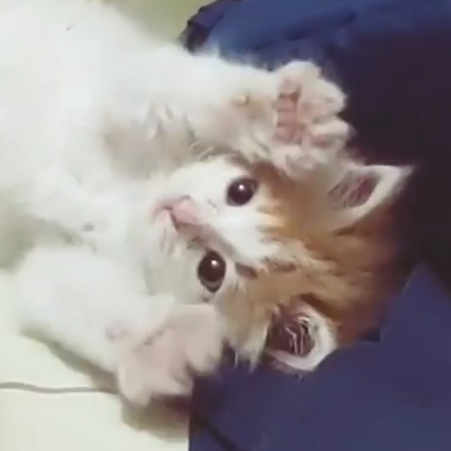 Remy
