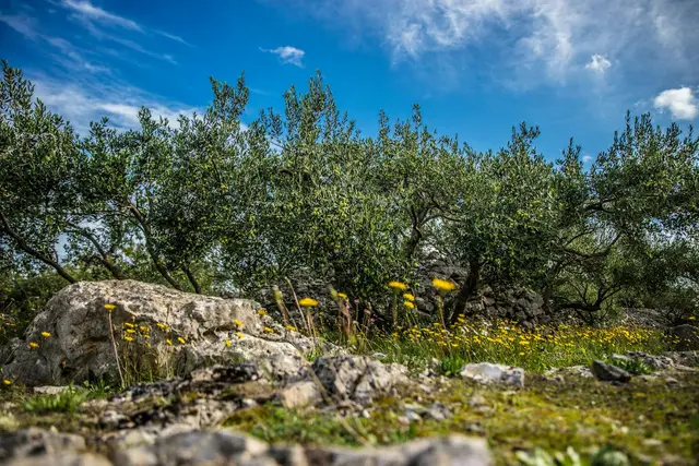 The Regenerative Ecosystem (Rome) - Future of Global Startup Programs