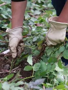 Fallin' for Fungi Volunteer Event with Dirt Corps and Seattle Women in Climate