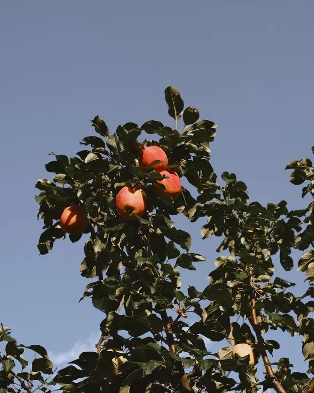Wicker Apple Picker