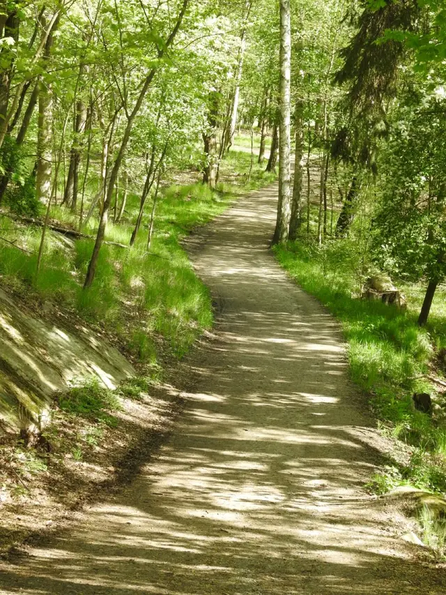 Forest Walk in Lill-Jansskogen