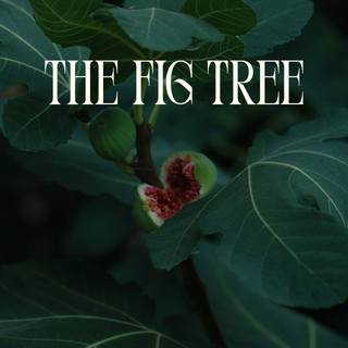 Fig Tree Haus