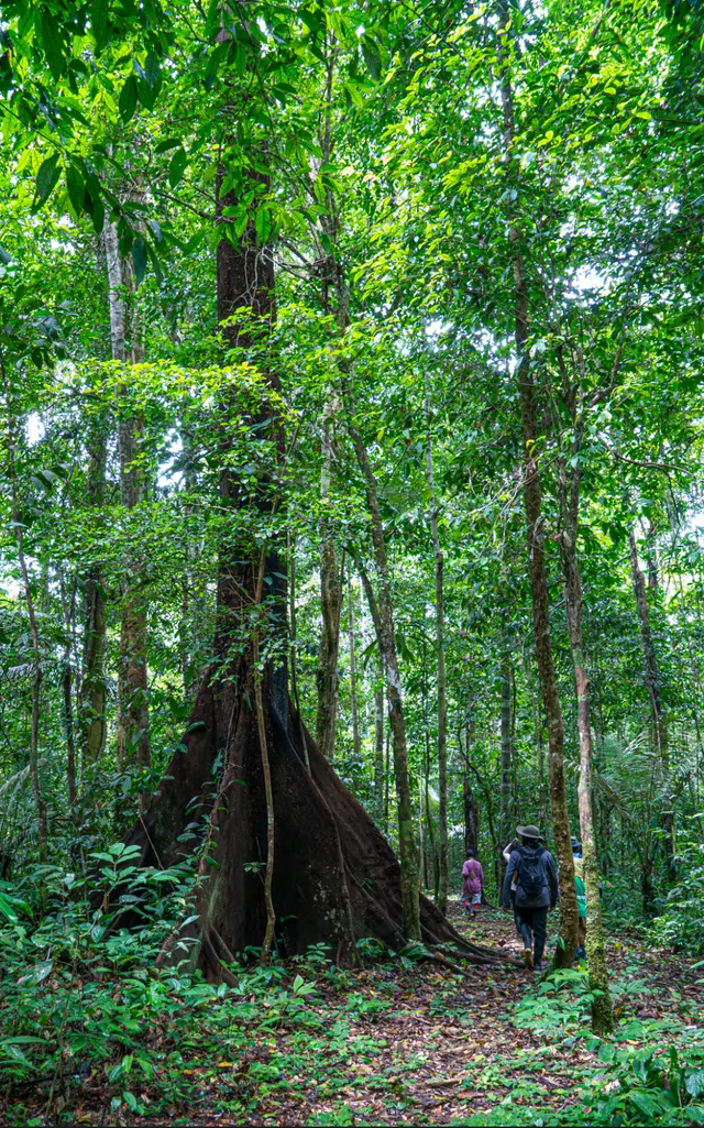 A journey into the living knowledge of the forest