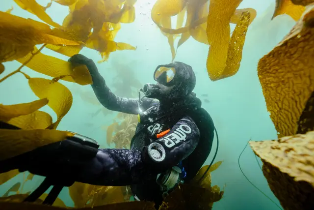 Kelp Night with Seatrees & Scripps Institution of Oceanography