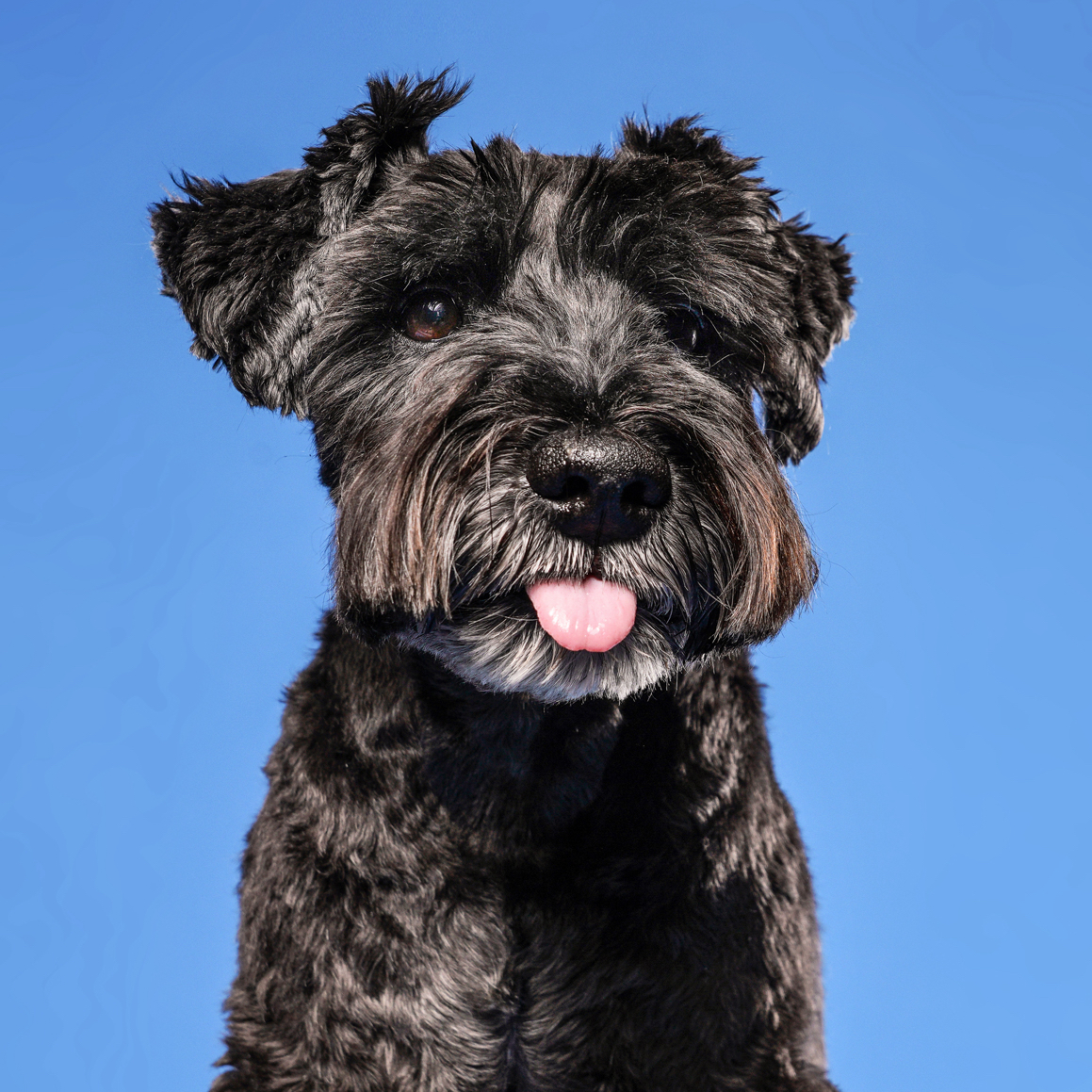 Calvin Schnauzer
