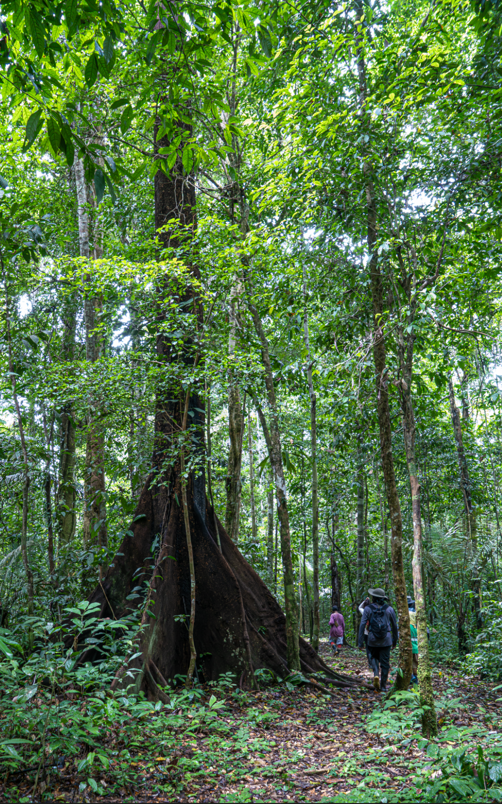 Knowledge of the forest
